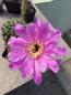 Preview: Echinopsis Hybr. violett